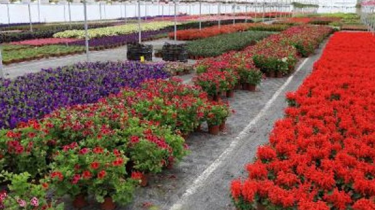 Antalya, İtalya ve İspanya'nın çiçek ihtiyacını giderecek