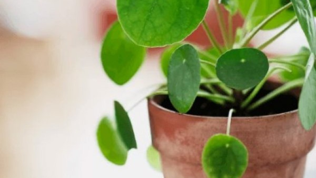 Pilea nedir