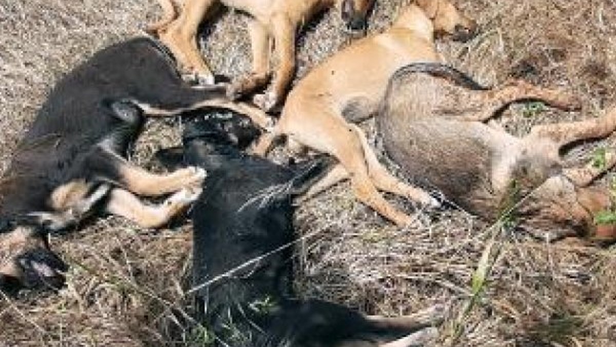 Antalya'da 5 yavru köpek zehirlenerek öldürüldü