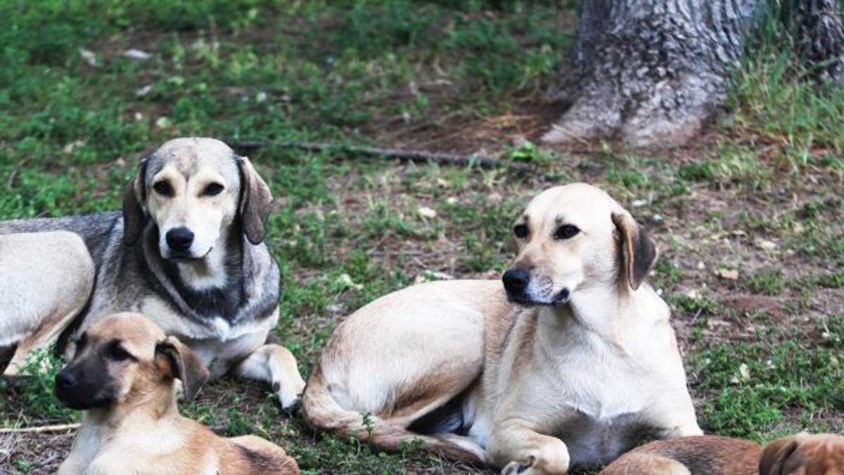 Antalya’da 5 yavru köpek ölü bulundu