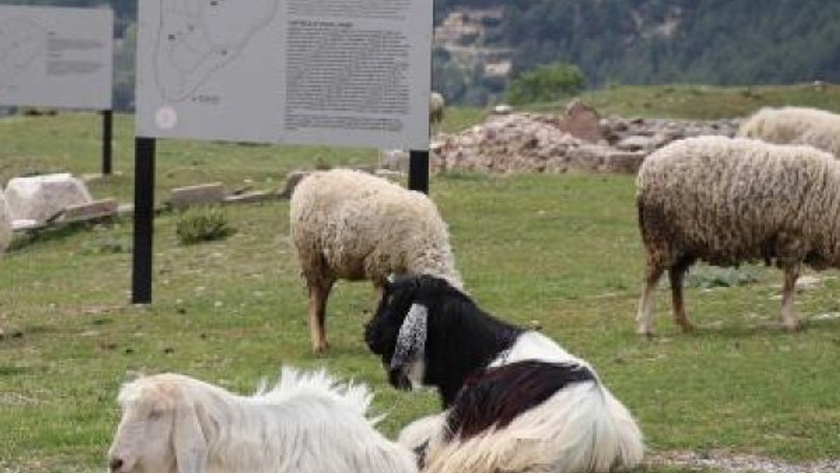 Tabea Antik Kenti'ne koyun sürüsü girdi