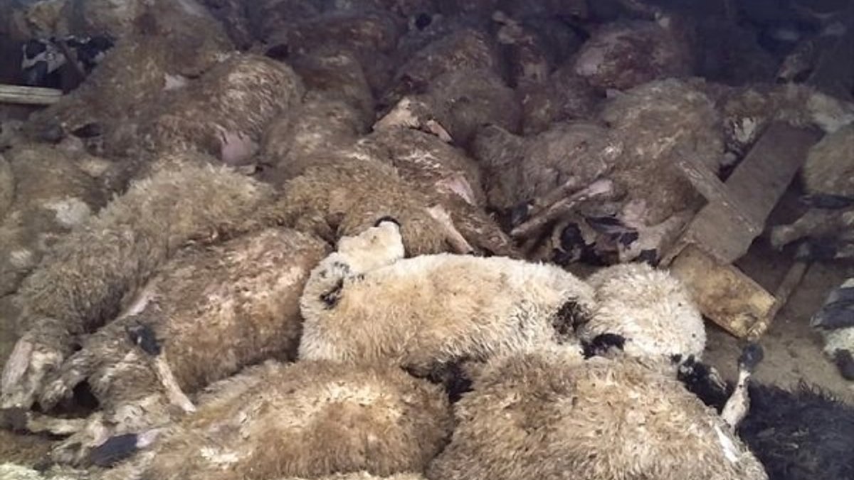 Elazığ'da kurtlar, 120 koyunu telef etti