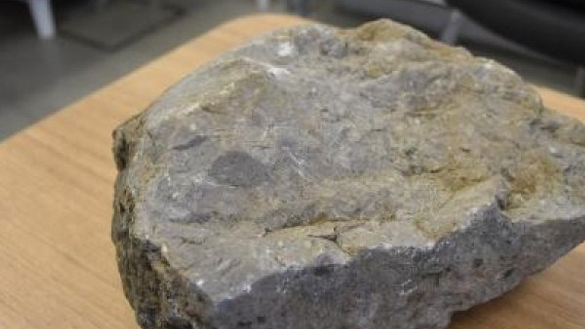 40 milyon yıllık taşta deniz canlılarına ait fosil çıktı