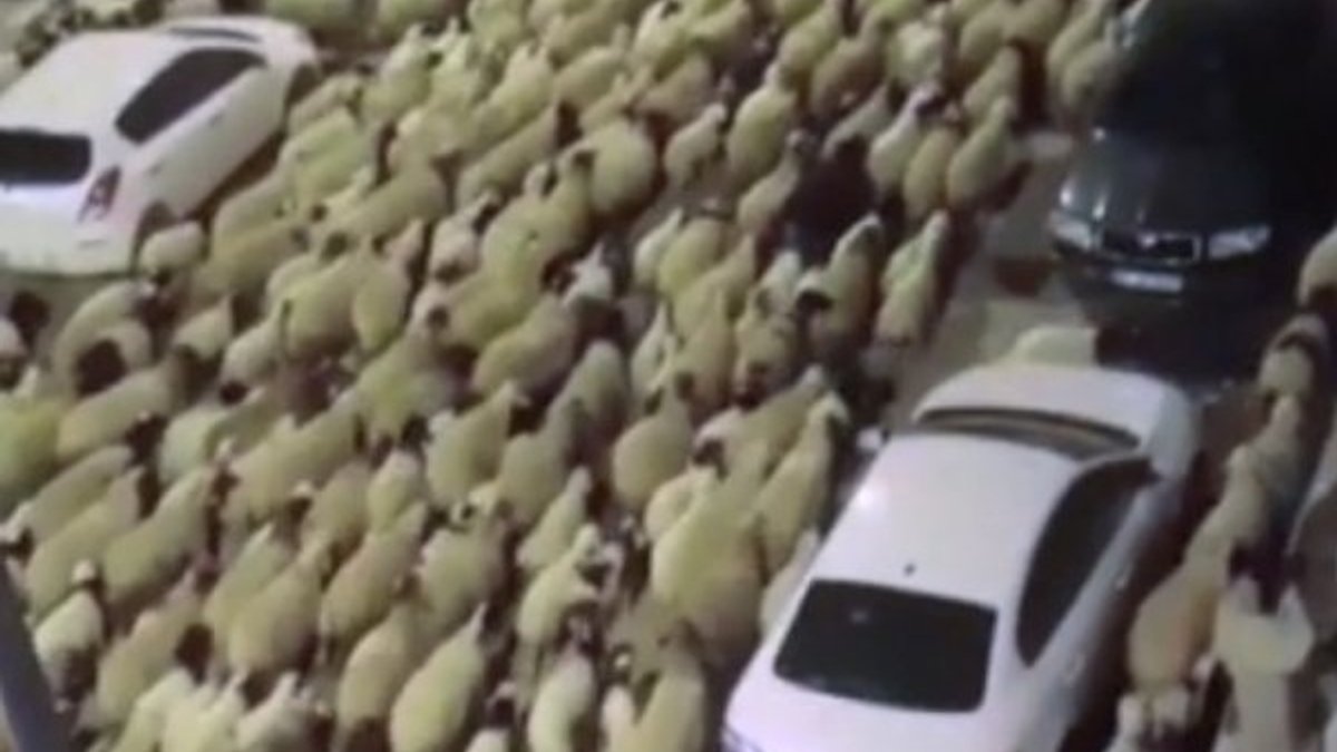 Van'da koyun sürüsü şehir merkezinden geçti