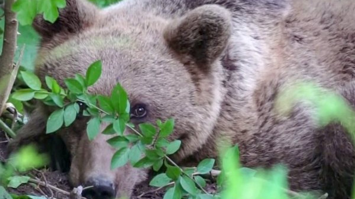 Uludağ'da kapana yakalanan ayı kurtarıldı
