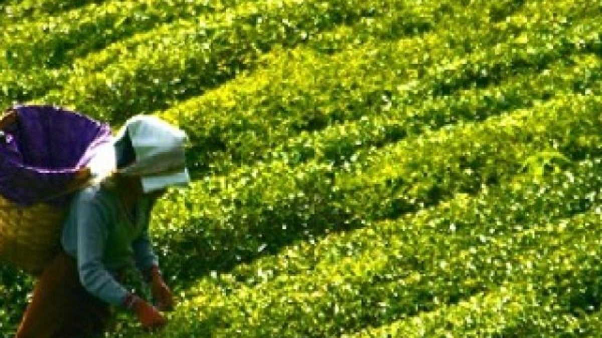 Trabzon'a gelen çay üreticileri 30 gün şehirden ayrılamayacak