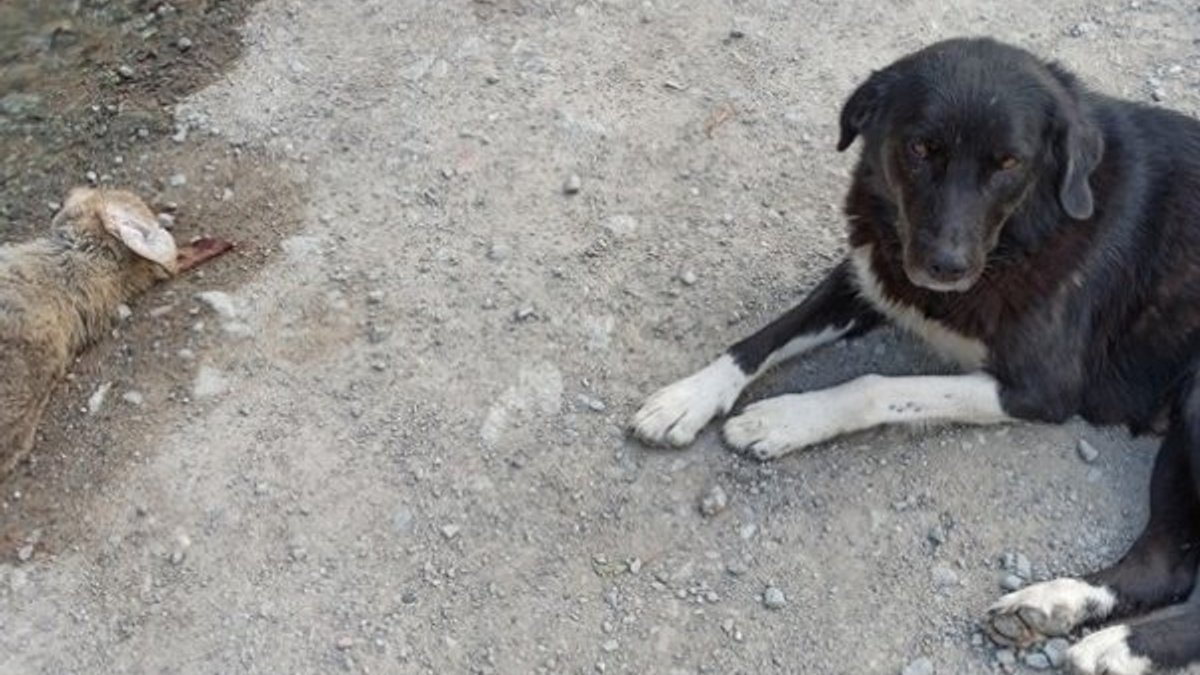 Artvin'de anne köpek, ölen yavrusunun başından ayrılmadı