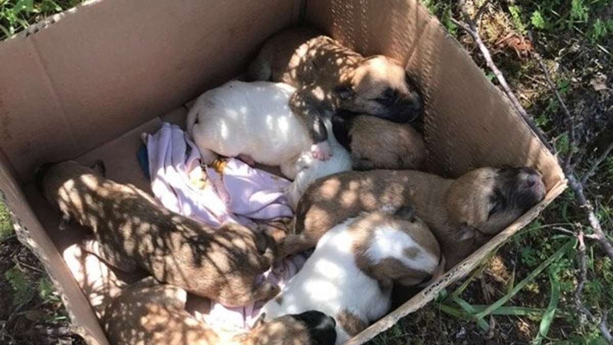 7 yavrulu köpek, tüfekle öldürüldü