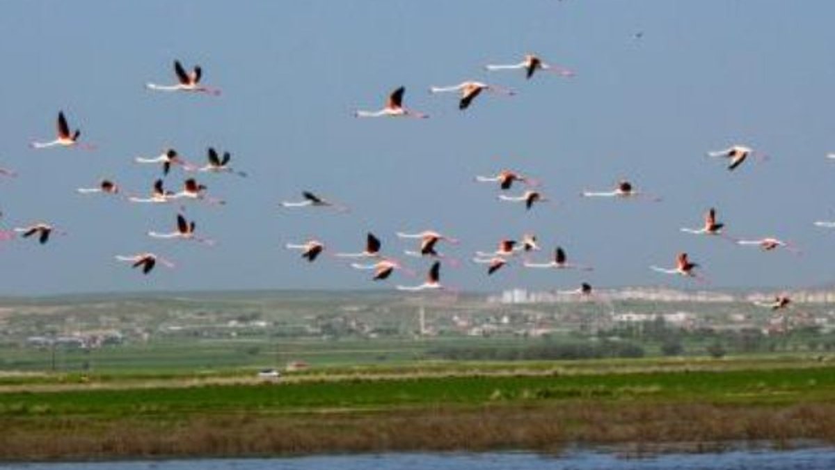 Flamingoların Tuz Gölü yolculuğu görüntülendi