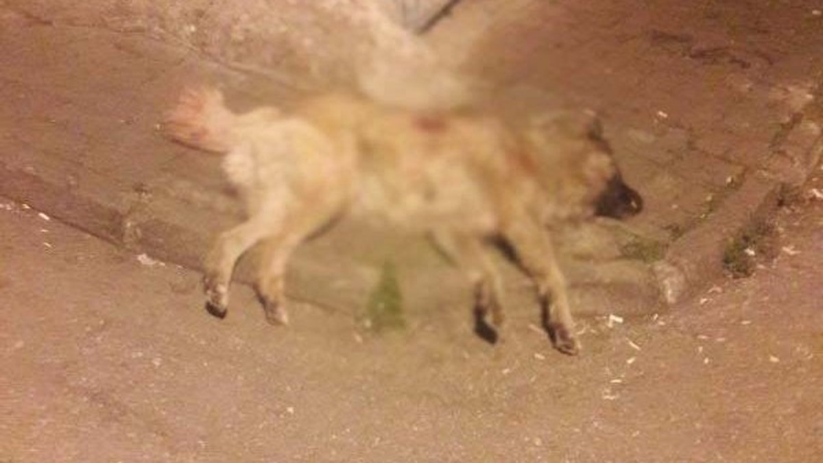 Samsun'da sokak köpeğini bıçaklayarak öldürdü