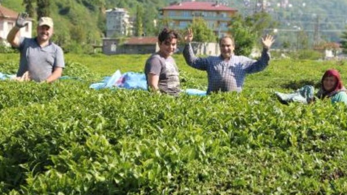 Çay üreticileri, ailece bahçeye girdi
