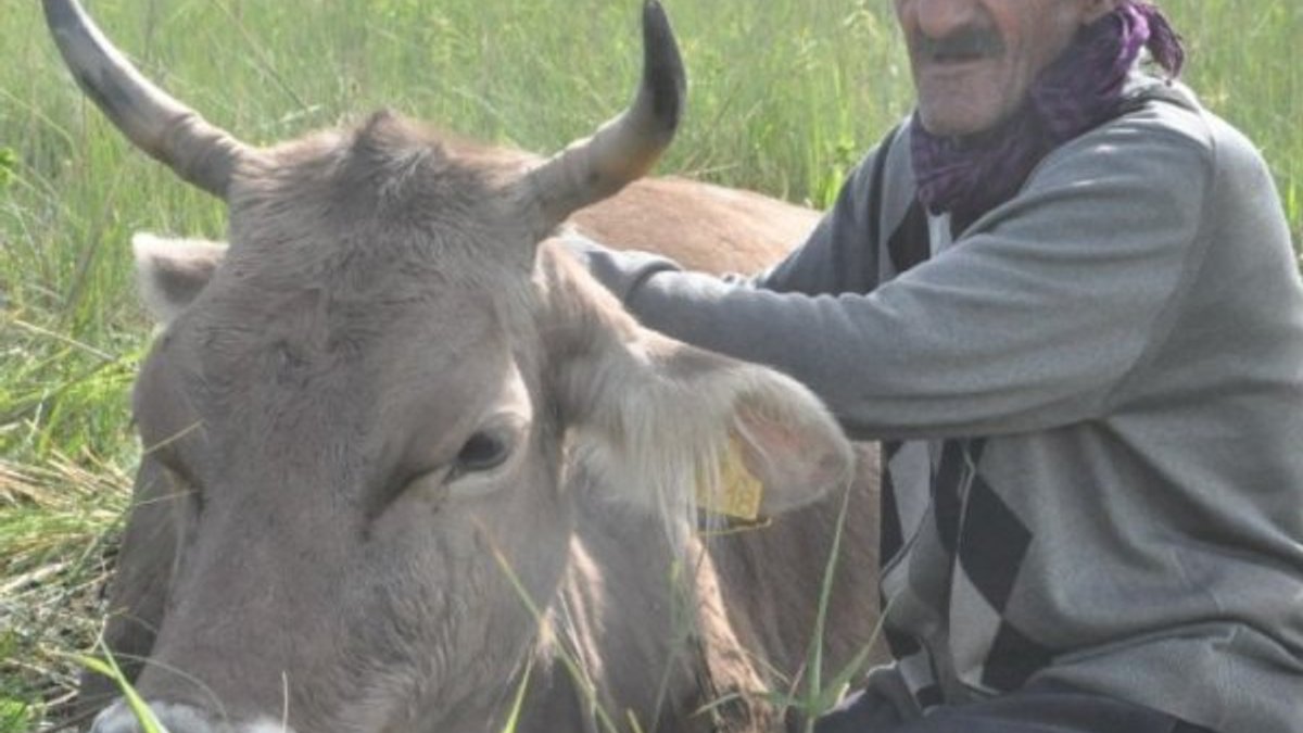 Hakkari'de bataklığa saplanan inek kurtarıldı