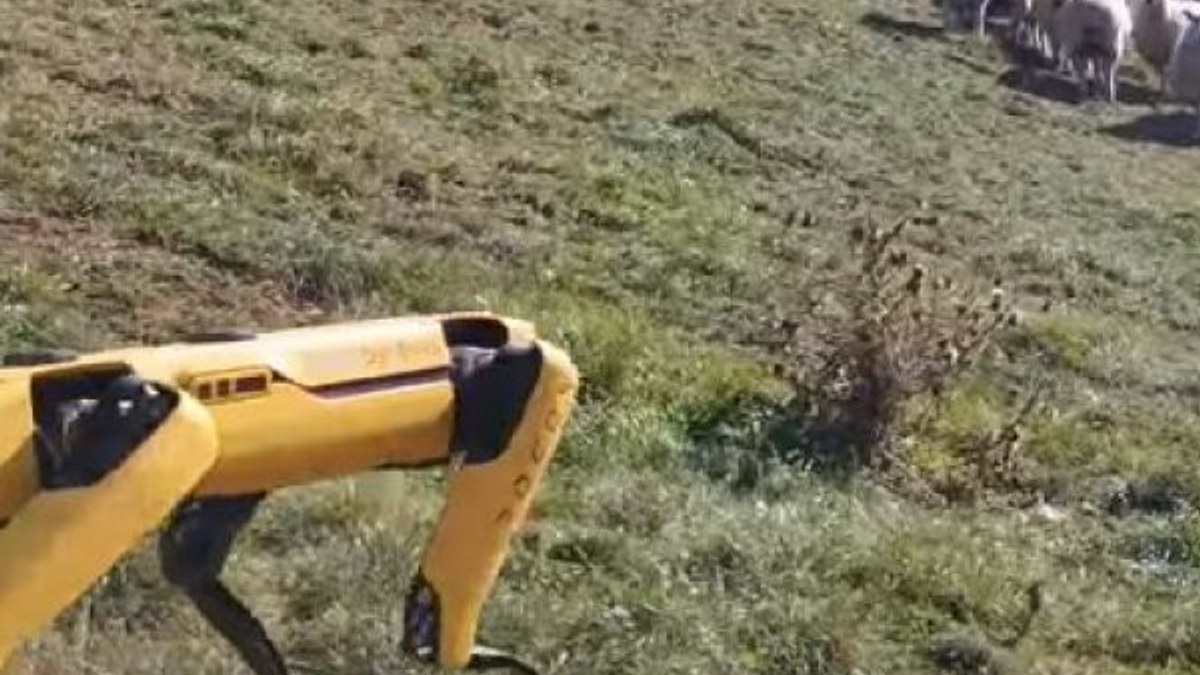 Robot köpek Spot, bu sefer de çobanlık yapmaya başladı