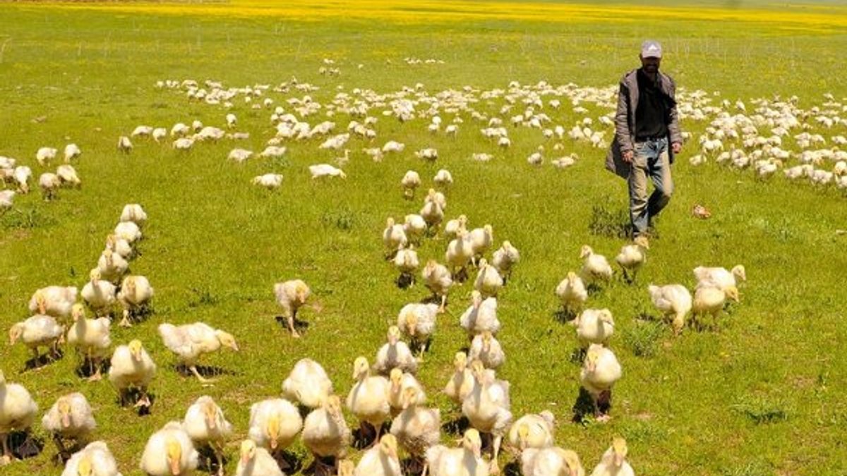 Bingöl'de berberlik yapan adam kaz çiftliği kurdu