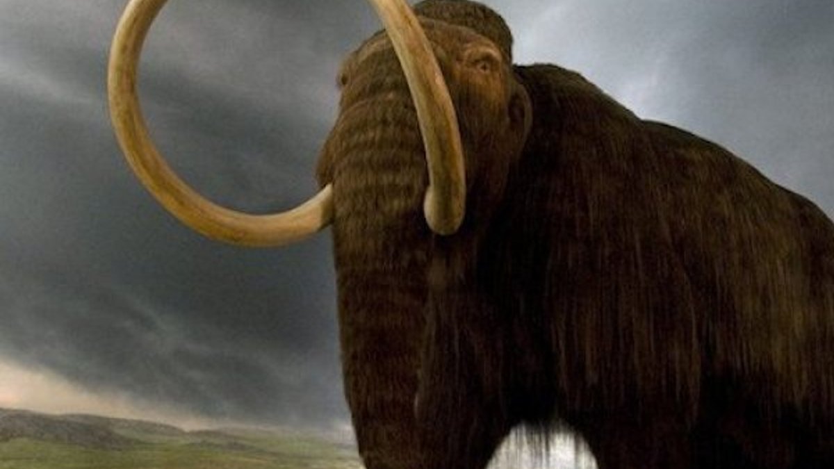 Meksika'daki bir inşaatta mamut kalıntıları bulundu