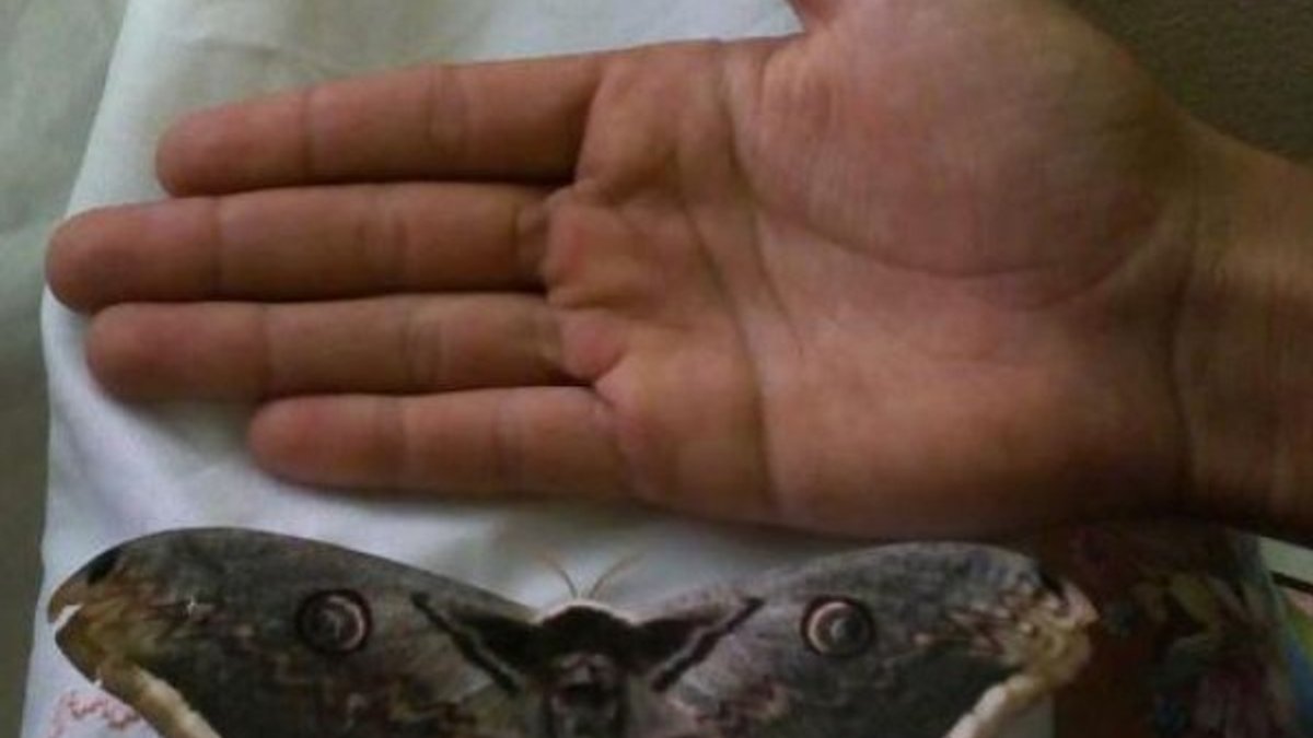 Kanat açıklığı 16 santimetre olan tavus güvesi kelebeği