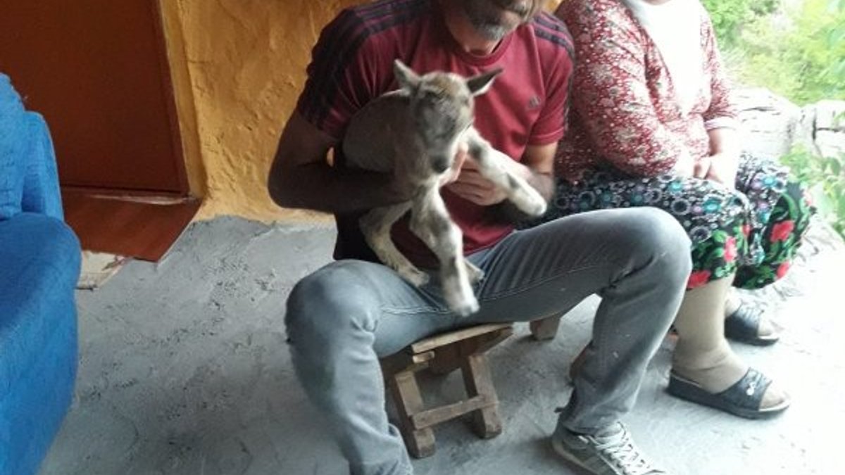 Tunceli'de bulunan yavru dağ keçisi annesine kavuştu