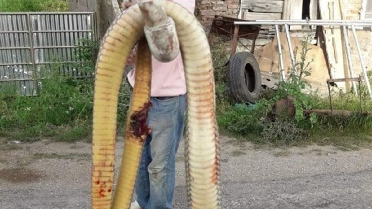 Torunlarını korumak için dev yılanı tüfekle öldürdü