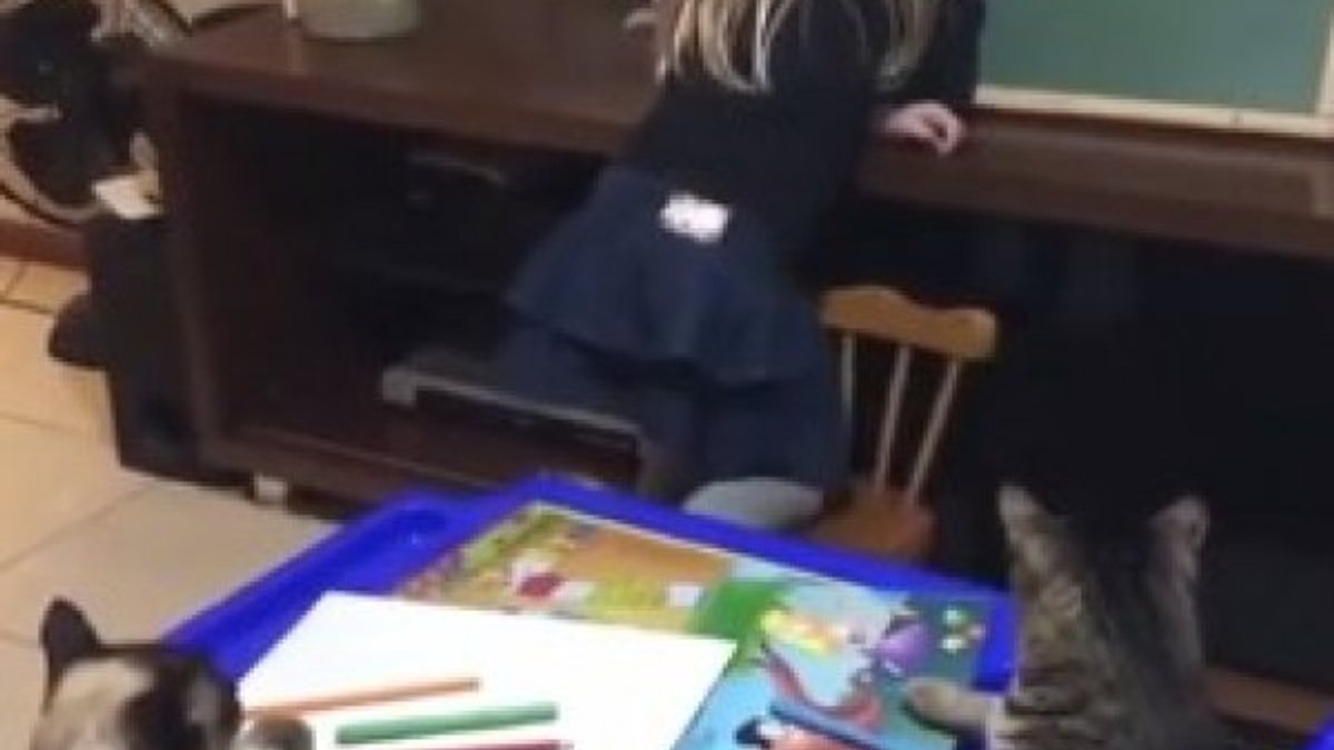 Küçük kız, kedileri sandalyeye oturtup ders anlattı