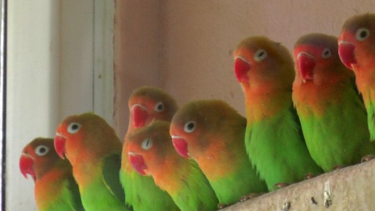 Sınırda 200 tane cennet papağanı yakalandı