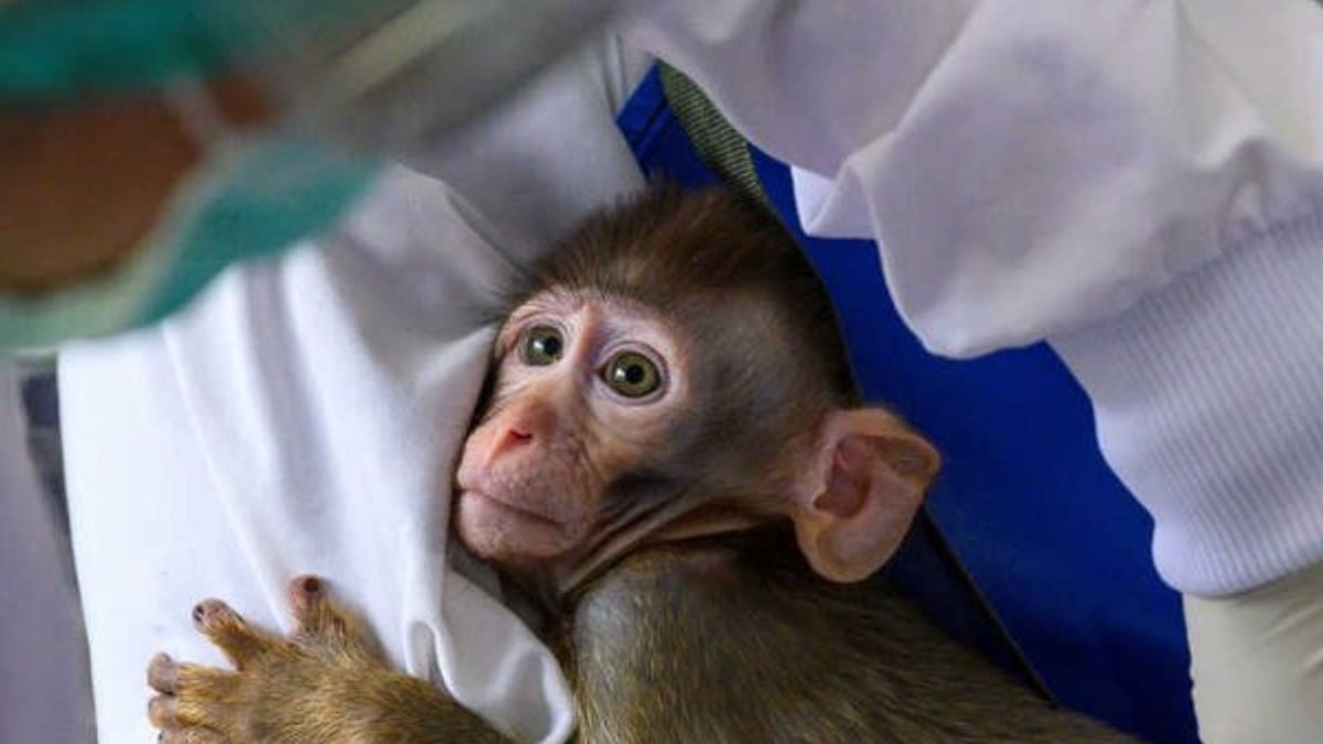 Tayland'da korona aşısının maymun denemeleri başladı