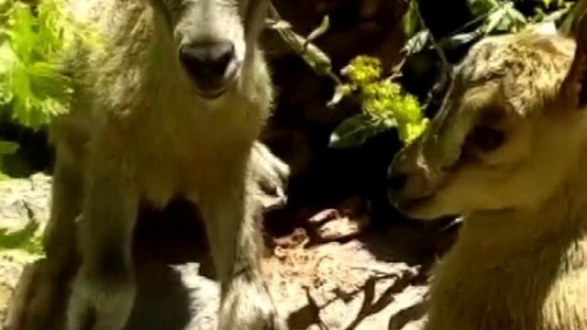 Erzincan’da yavru dağ keçilerine poğaça ikram etti
