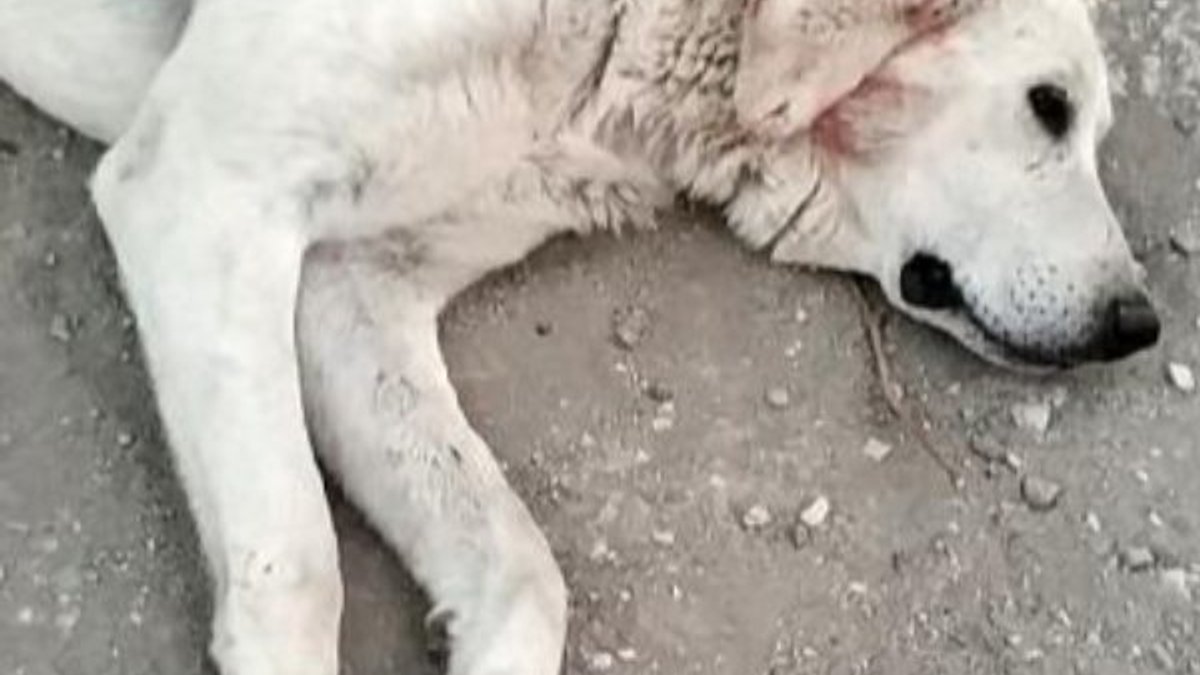 Burdur'da 5 yaşındaki köpeği tüfekle vurdular