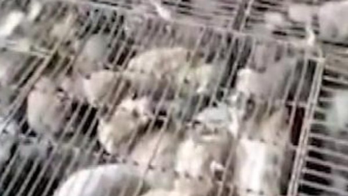 Çin'de yemek için kafeslerde tutulan 700 kedi kurtarıldı