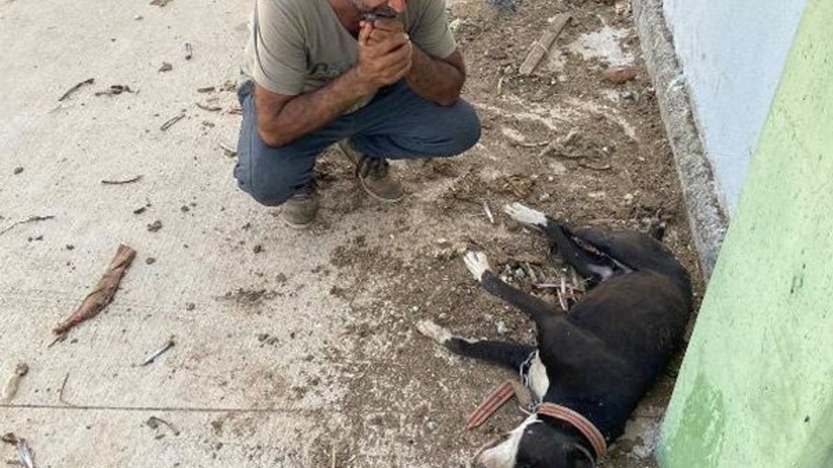 Diyarbakır'da koyunları çalmak için 8 köpeği zehirlediler