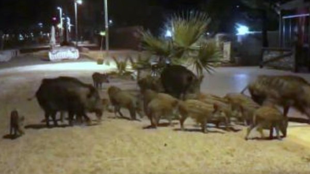 Marmaris'te domuzların sahile indiği anlar kamerada