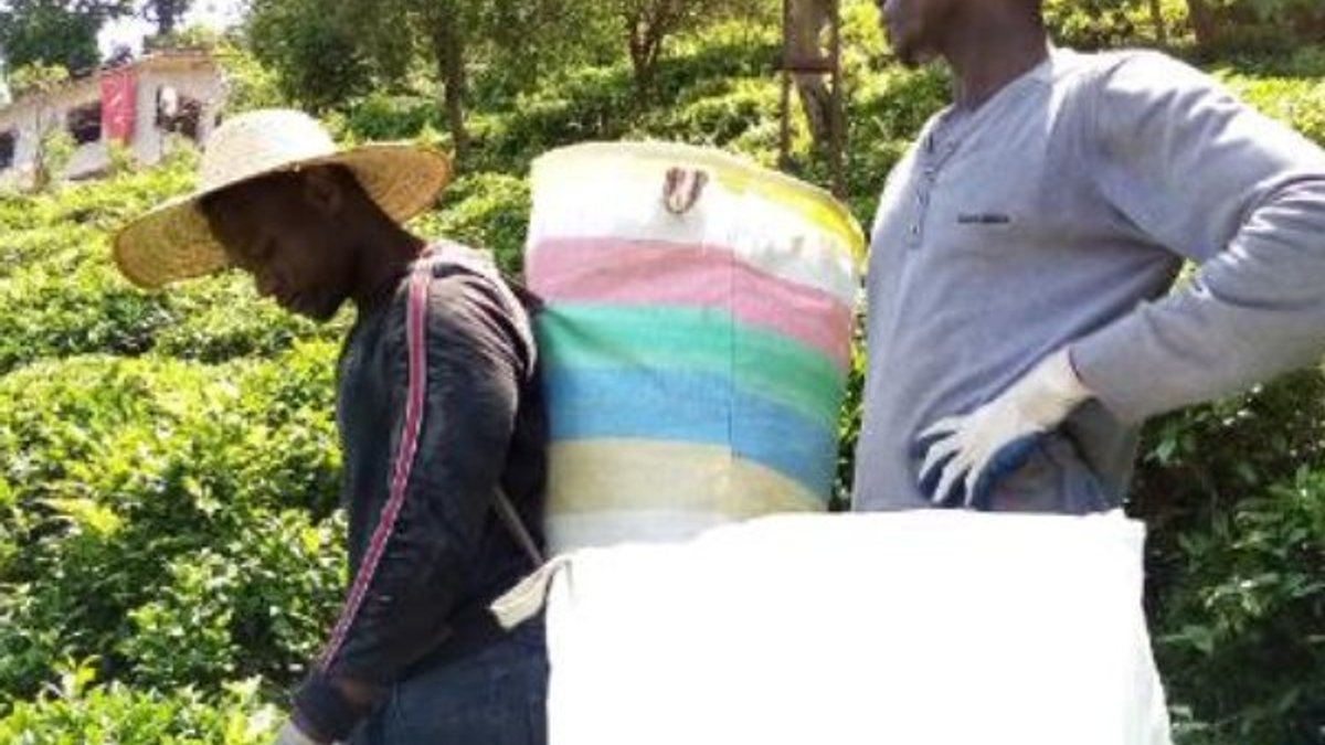Senegalli işçilerin çay toplama sevdası