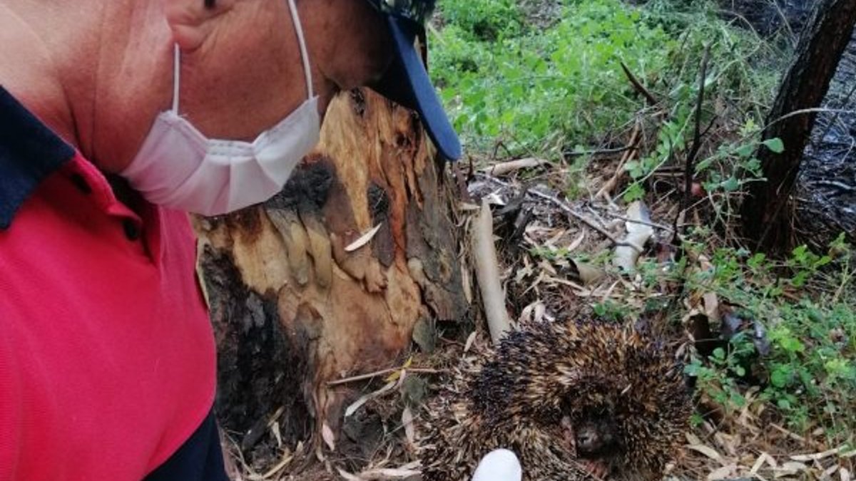 Muğla'da alevlerin arasında kalan kirpi kurtarıldı