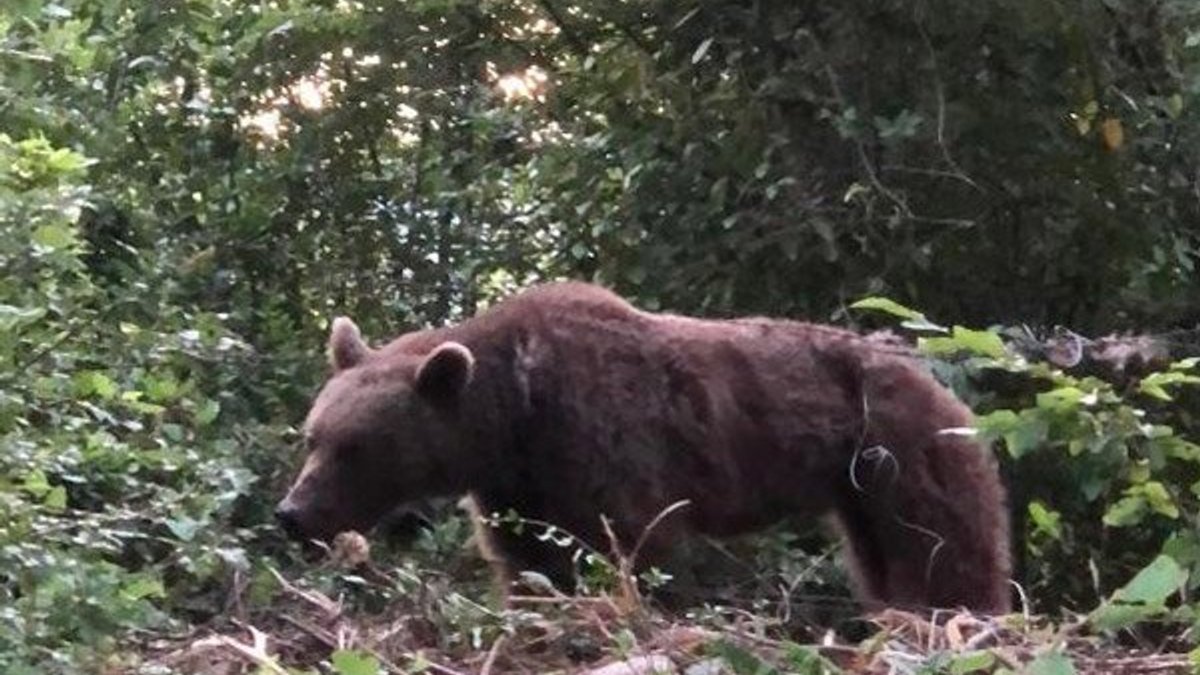 Bartın'da domuz teline takılan boz ayı kurtarıldı