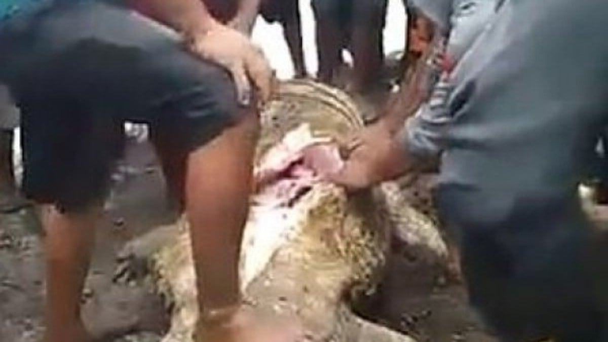 Endonezya'da kadının vücudu timsahın midesinden çıktı