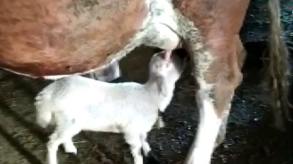 Sivas'ta bir inek, annesiz kalan kuzuyu emzirdi