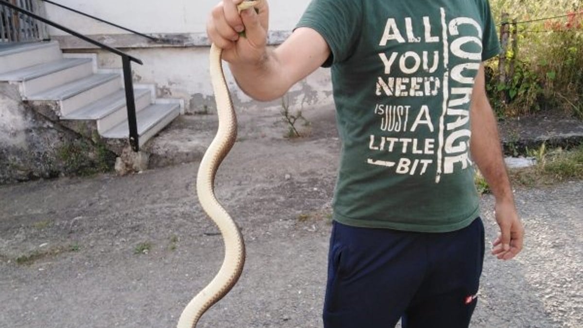 Zonguldak'ta kümesinde 1,5 metrelik yılan buldu