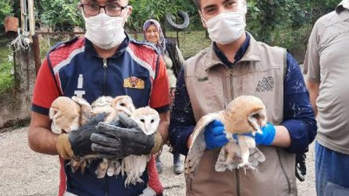 Zonguldak'ta boşluğa düşen yavru baykuşlar kurtarıldı
