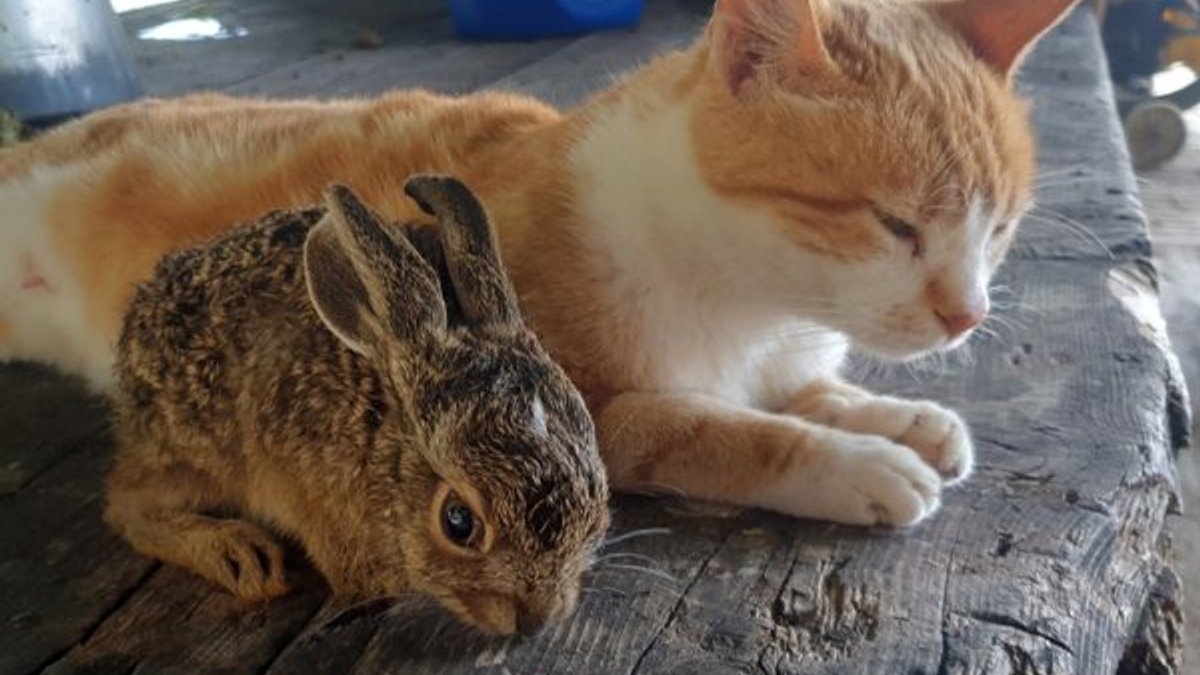 Osmaniye'de ev kedisi, yavru tavşana anne oldu