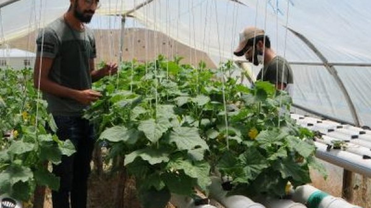 Tunceli'de tatili fırsat bildi, topraksız tarım yaptı