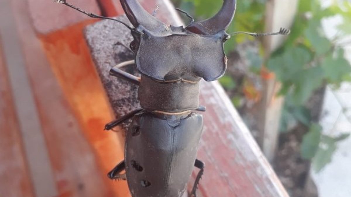 Adana'da geyik böceği görüldü