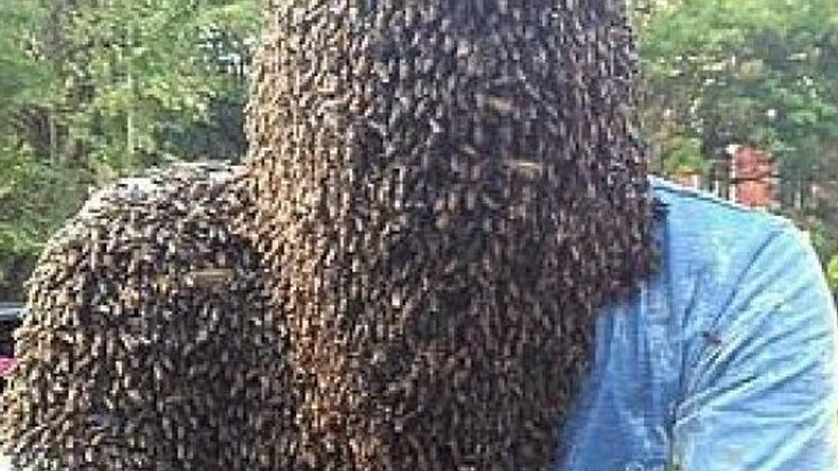 Hindistanlı arıcı, 60 bin arıyı kafasında tuttu