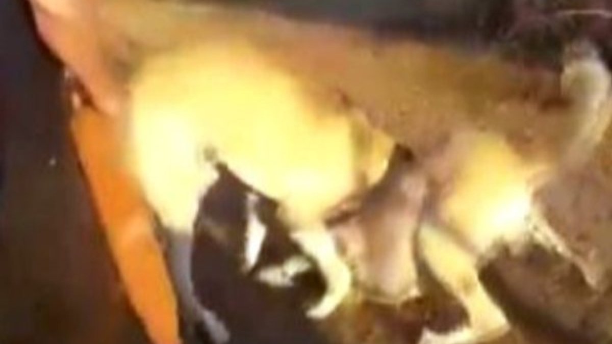 İstanbul'da köpekleri dövüştürüp kameraya kaydettiler