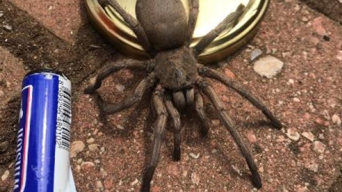 Osmaniye'de görülen dev örümcek korkuttu