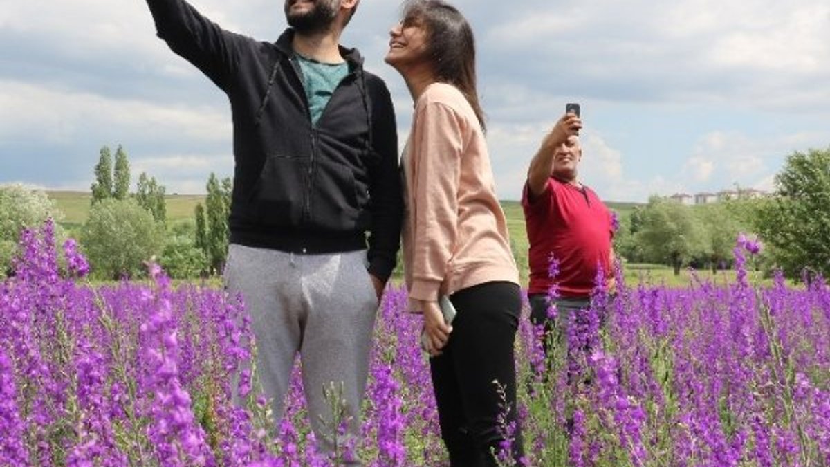Sivas'ta açan mor çiçekleri görenler fotoğraf için koştu