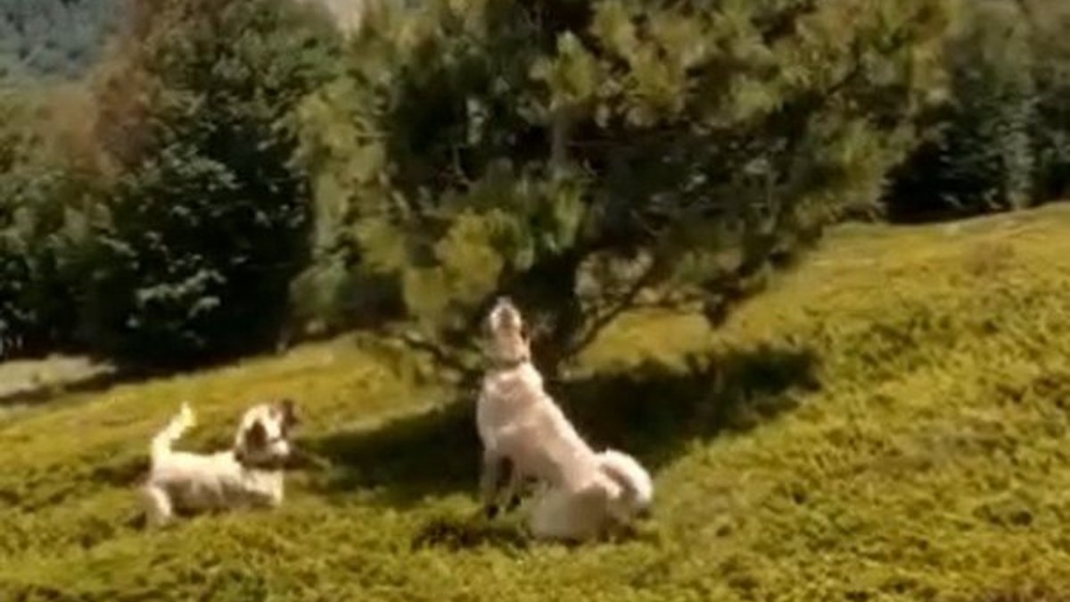 Bursa'da köpeklerin kovaladığı ayılar ağaca tırmandı