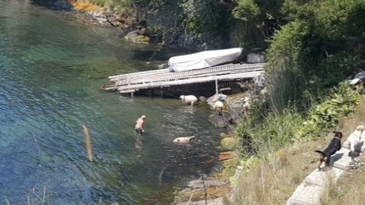 Sinop'ta sıcaktan bunalan koyunlar denize girdi