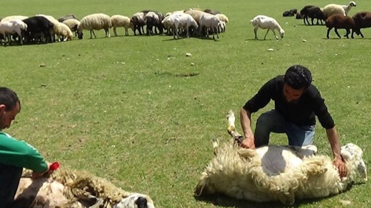 Erzincan'da koyun kırkma sezonu başladı