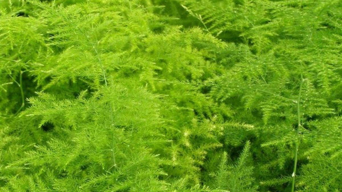 Asparagus nedir