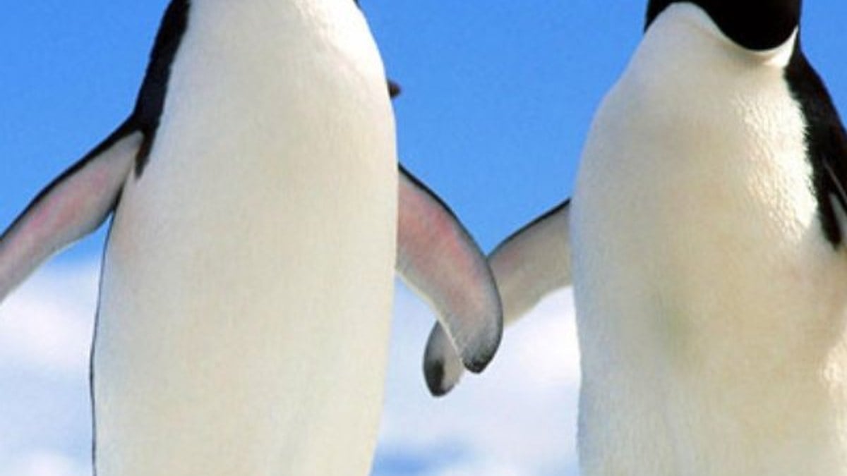 Antarktika'daki buzlar eriyince penguenler mutlu oluyor