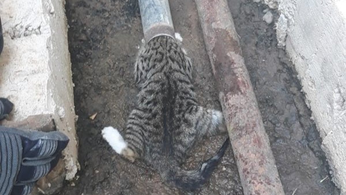 Muğla'da demir boruya sıkışan kedi kurtarıldı